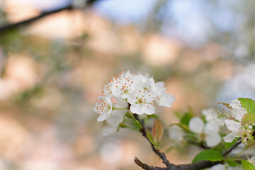 Spring gardens - cherry blossom branch, close-up white flowers, blurred background, stunning bokeh effect