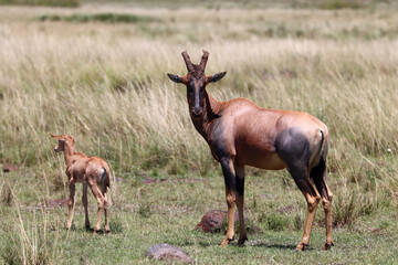 Topi mother with new born baby 