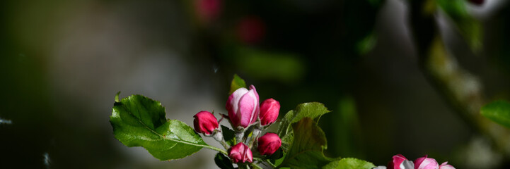 Krass pinke Apfelblüten aus der Gärtnerei als wunderschönes Pfingst-Banner mit viel Freiraum für Text vor schwarzem Hintergrund Fläche zur Werbung.