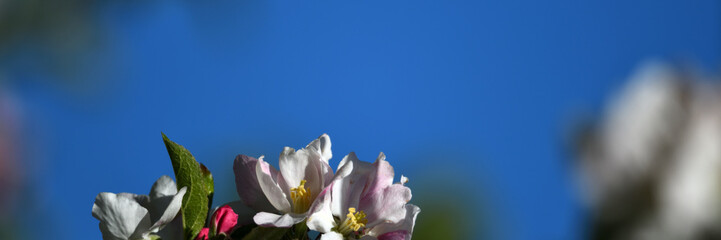 Krass weiße Apfelblüten aus der Gärtnerei als wunderschönes Pfingst-Banner mit viel Freiraum...