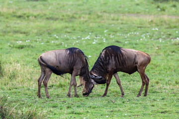 a pair of wildebeest fighting 