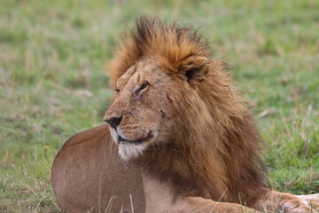 Portrait of the king lion