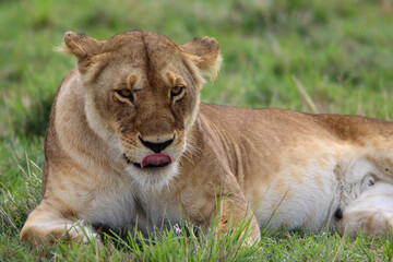 Portrait of a young lioness in the grass