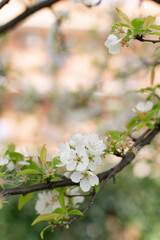 Spring gardens - cherry blossom branch, close-up white flowers, blurred background, stunning bokeh effect