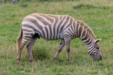 Rare white zebra in Masai Mara National park