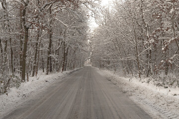 Snowy forest road.