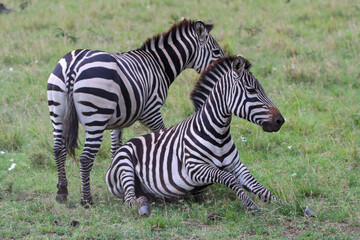 Fototapeta na wymiar zebras in the grass fighting