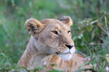 lion cub in the grass