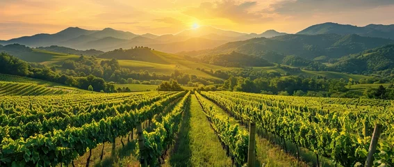 Fotobehang Extra wide panoramic shot of a summer vineyard shot at sunset. AI generated illustration © moon