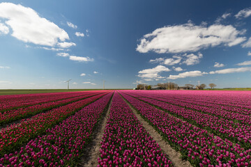 Blooming purple tulip fields in Flevoland in the Netherlands.