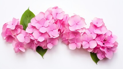 Fototapeta premium Beautiful arrangement of pink hydrangeas presenting an image of elegance and subtle beauty, perfect for decor