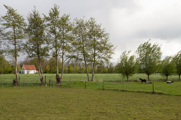 Rural area near the  village of Nijkerkerveen in Gelderland in the Netherlands.