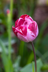 Red Tulip flower in garden. Beautiful tulip flower on blurred green background. Flowering background of bloom tulip in spring in flower garden. Floral background. - 793189337