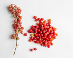 Berries of red sea buckthorn, silver Shepherdia (lat. Shepherdia argentea) on a white background close-up, top view. Alternative medicine