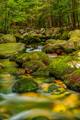 stream in the forest