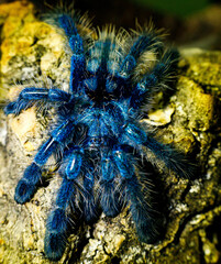 tarantula
