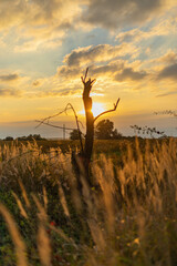 sunset in the field
