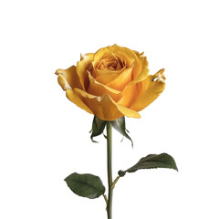 A vibrant yellow rose stands out gracefully against a transparent background
