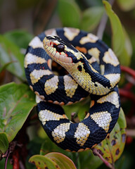 Fototapeta premium Ahaetulla fasciolata: cope snake from Ecuador