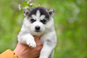 Siberian husky puppy with blue eyes in his arms against the background of a flowering tree in a...
