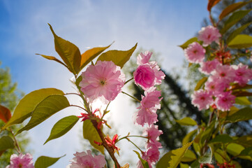 Close up of cherry blossom sakura flowers