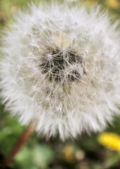 Fototapeta premium White, fuzzy, dandelion seed head full screen with bokeh