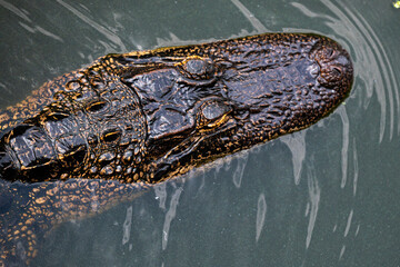 Close-up of an alligator head as it swims in a swamp.