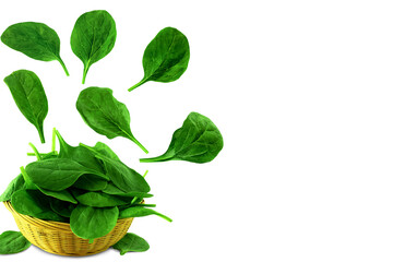 garden fresh green leafy vegetable spinach leaf also known in india as palak bhaji isolated,cutout in transparent background,png format 