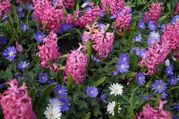 flowers in the garden