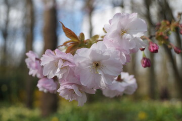 pink cherry blossom