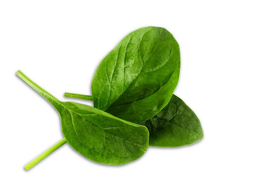 garden fresh green leafy vegetable spinach leaf also known in india as palak bhaji isolated,cutout in transparent background,png format 