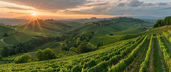 Obraz premium Extra wide panoramic shot of a summer vineyard shot at sunset. AI generated illustration
