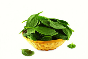 garden fresh green leafy vegetable spinach leaf also known in india as palak bhaji isolated in basket on white background,copy space