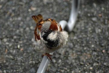 Inquisitive Finch