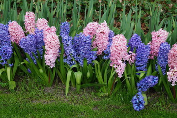 purple and pink hyacinths