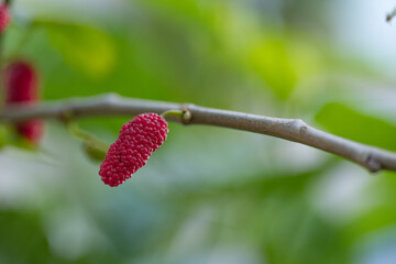 Red mulberry on mulberry tree branch