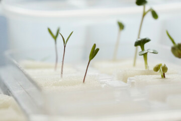 Seeds germinating on white background sponge.