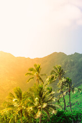 Beautiful Mountain sunrise palm trees tropical landscape  on Oahu, Hawaii