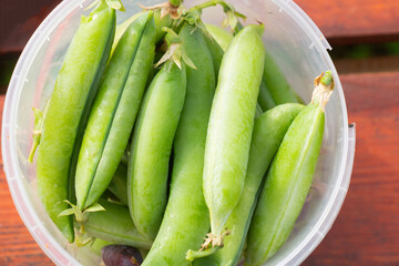 Harvest ripe green pea pods. Organic farming, healthy eating, BIO poisons, the concept of returning...
