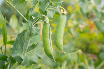 Ripe green pea pods grow on the farm. Organic farming, healthy eating, BIO poisons, the concept of returning to nature. - obrazy, fototapety, plakaty