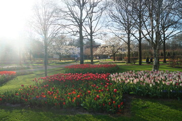 spring in the park with tulips