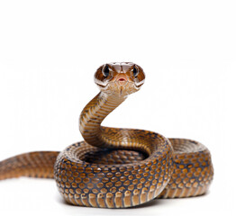 King cobra, Ophiophagus hannah, venomous snake against white background - 793205728