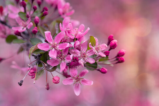 Pink cherry blossom 