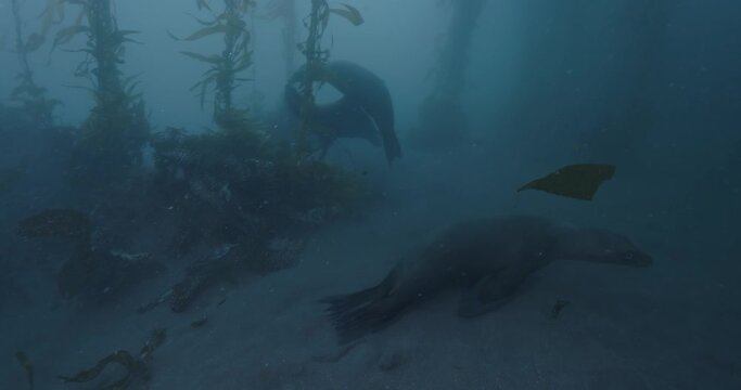 A trio of young sea lions play in front of camera.