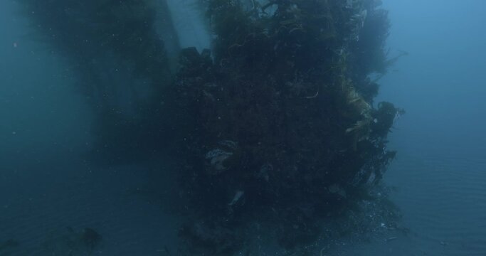Kelp patch reef upward pan.