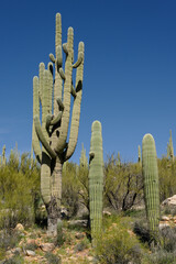 Sagauro Cactus