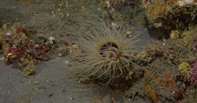 Tube anemone with tentacles flowing in surge.