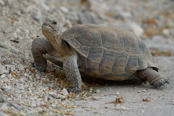Desert Tortoise