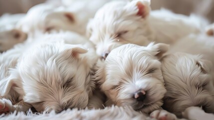very cute sleeping westie puppys on a pile - obrazy, fototapety, plakaty