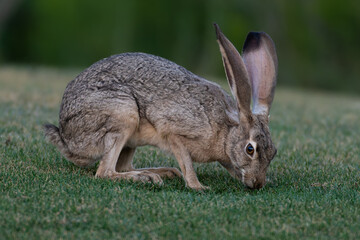 Antelope Jackrabbit © John Wright
